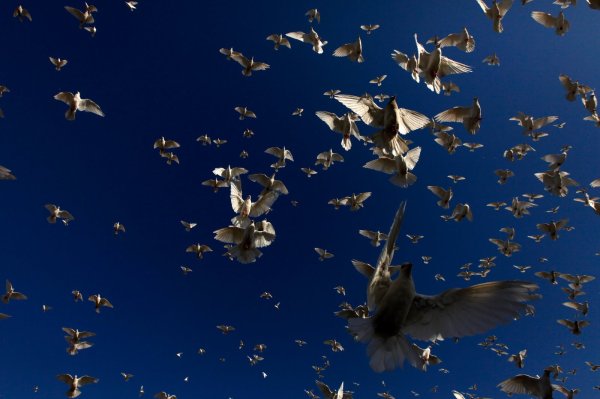 Голубое небо с голубями