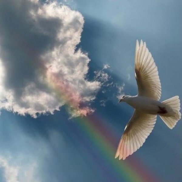 Белый голубь