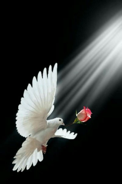 Стая голубей