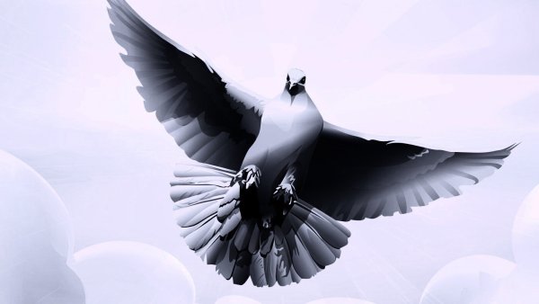 Голуби в небе