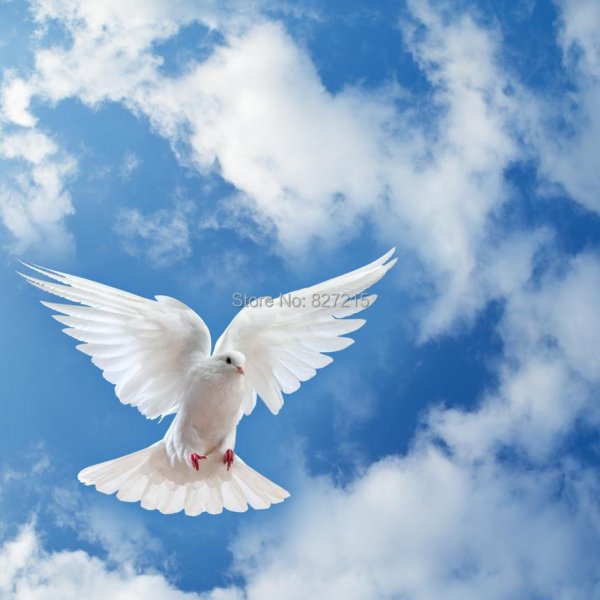 Сергиев Посад голуби