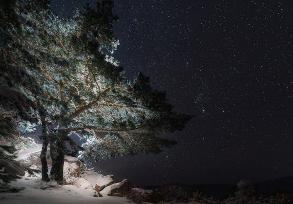 Сосны ночью