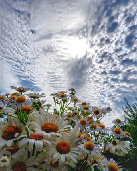 Облака ромашки
