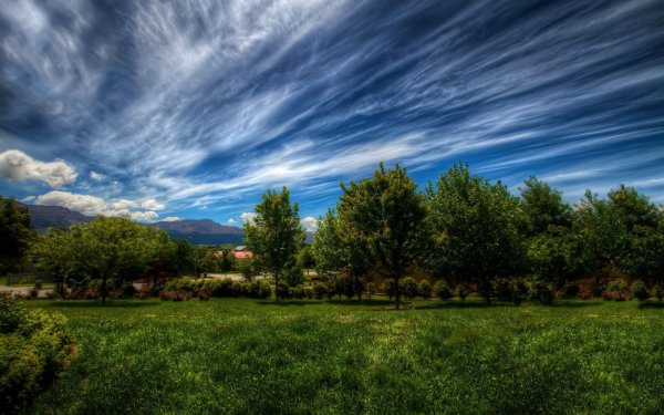 Лес панорама
