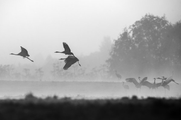 Стая птиц туман