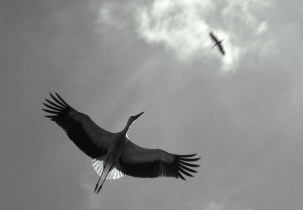 Белый журавль