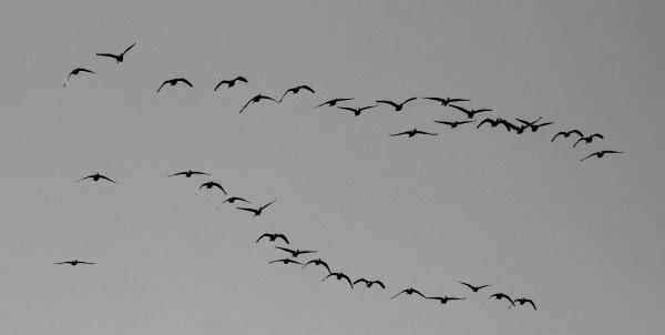 Косяк птиц