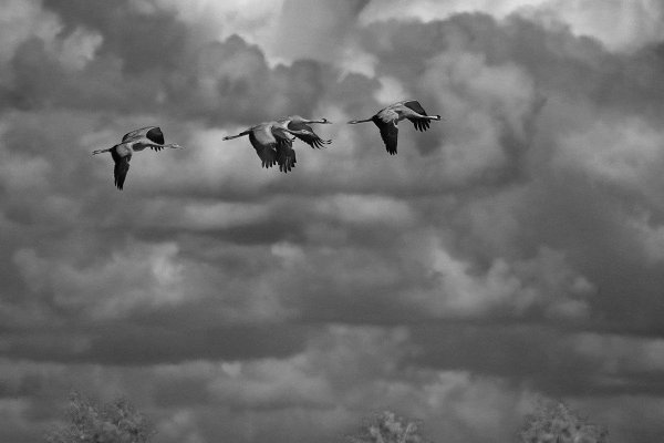 Птицы улетают