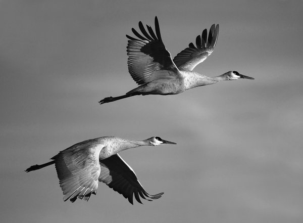 Журавль в небе гравировка