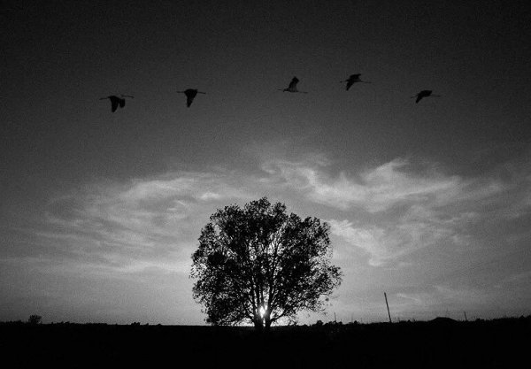 Журавли на небе черно-белые