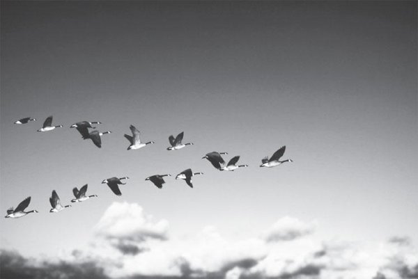 Косяк птиц в небе