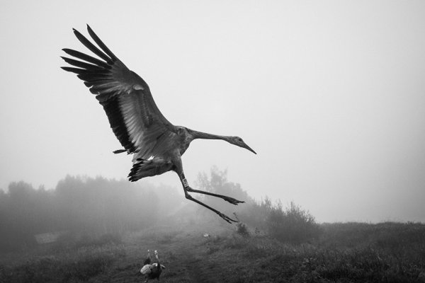 Подбитый журавль