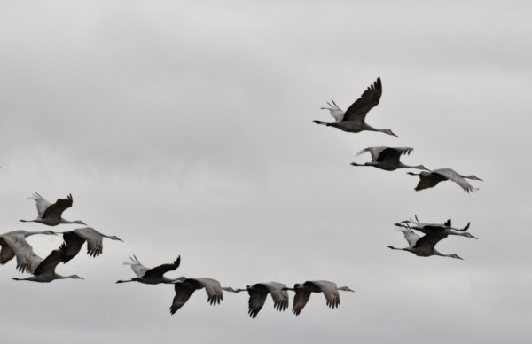 Серый журавль журавлиный Клин в небе