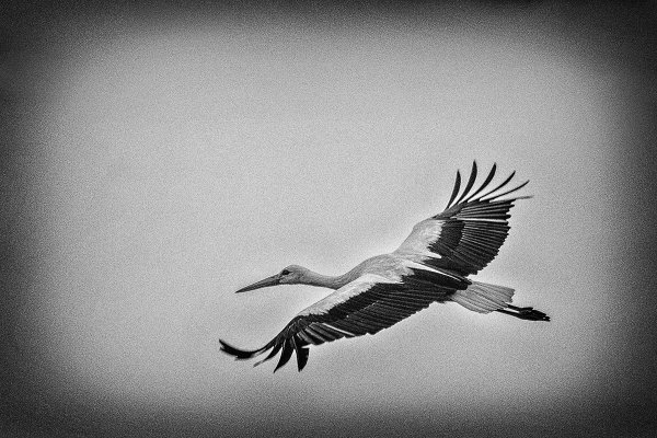 Белый журавль