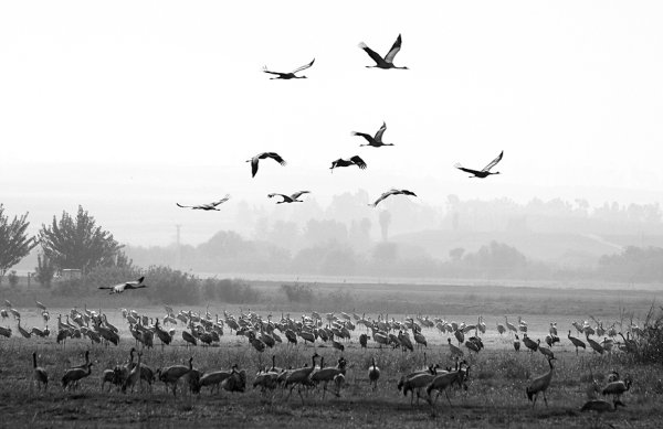 Летят Журавли