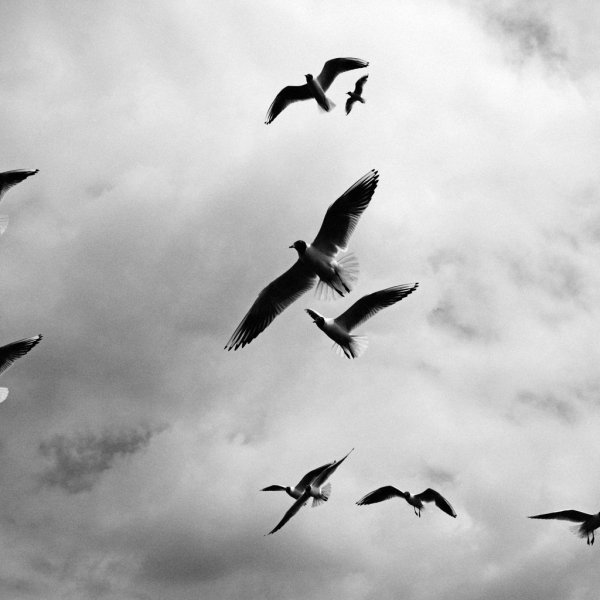 Птицы в небе Эстетика