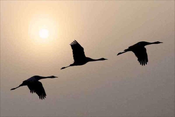 Журавлиный Клин силуэт