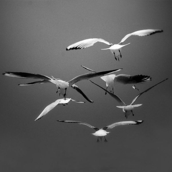 Птица летит