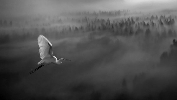 Птицы в тумане