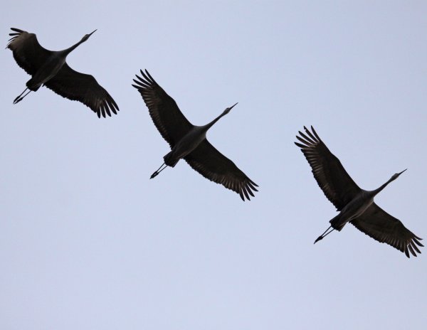 Силуэт журавля в полете