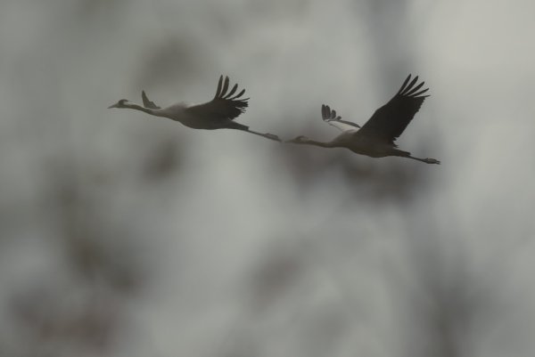 Журавль в движении