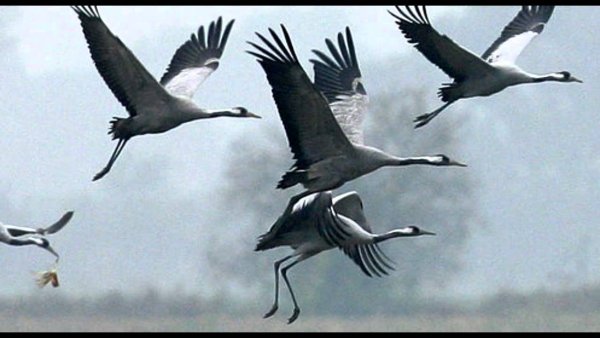 Журавли в небе война