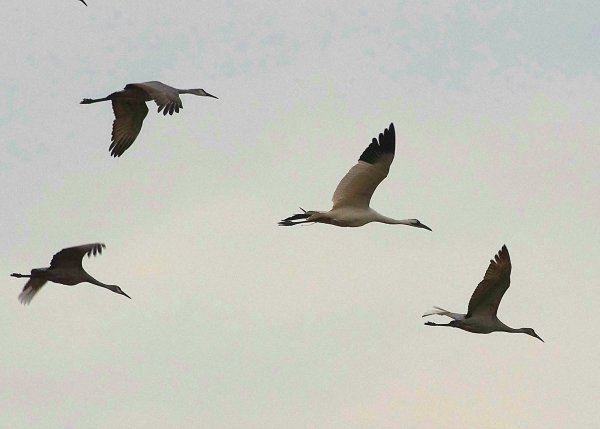 Журавль в воздухе