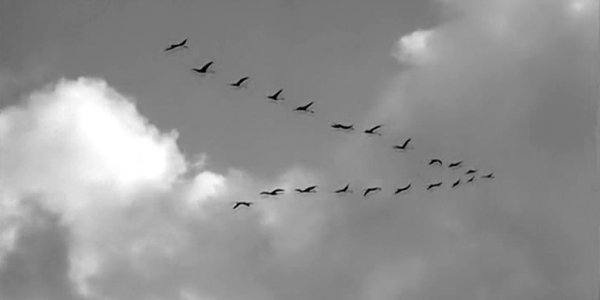 Журавлиный крик в осеннем небе тает