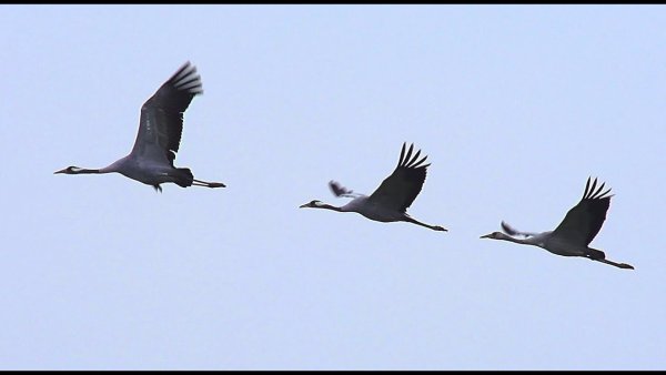 Клин журавлей