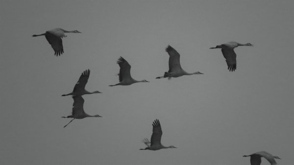 Летят Журавли