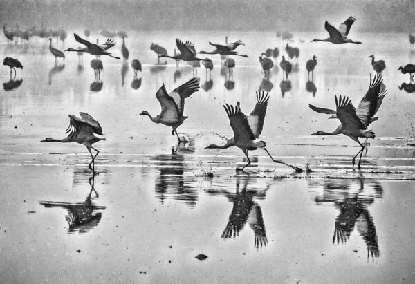 Картина Журавли