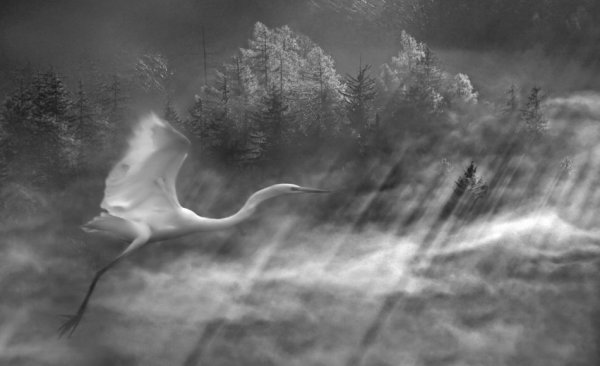 Журавли в небе на памятник