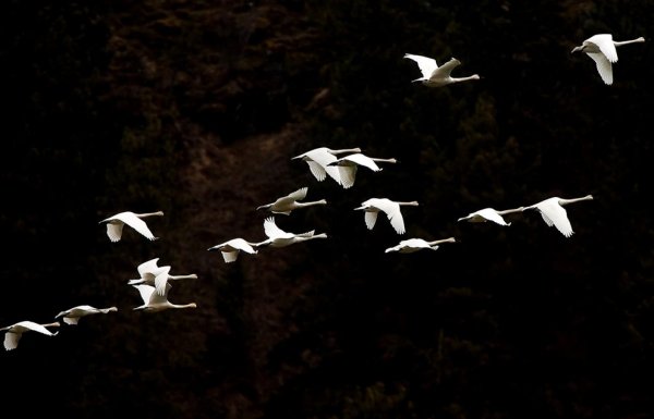 Журавль в небе