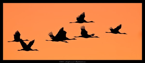 Силуэт лебедя в полете