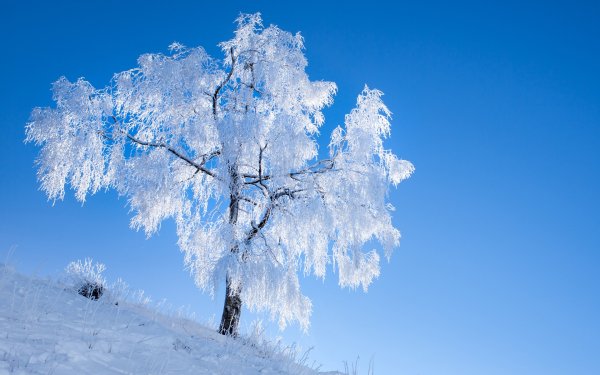 Заснеженные деревья