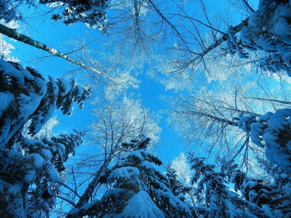 Лес снег небо