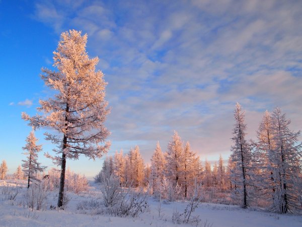 Сосны в снегу
