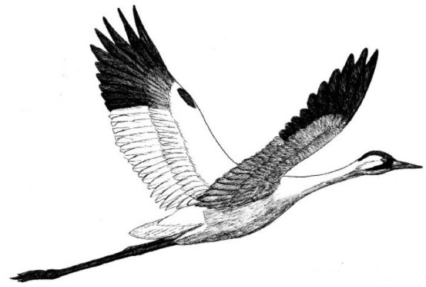 Белый журавль раскраска