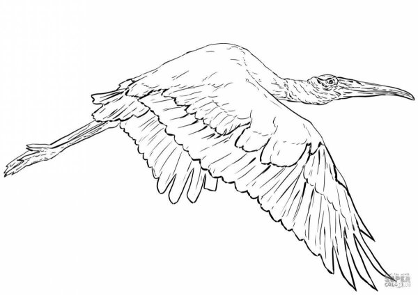 Журавль раскраска
