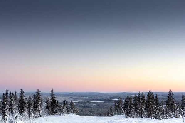 Зимний лес