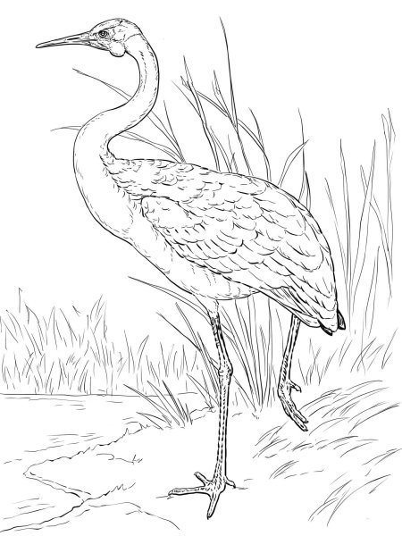 Журавль для раскрашивания