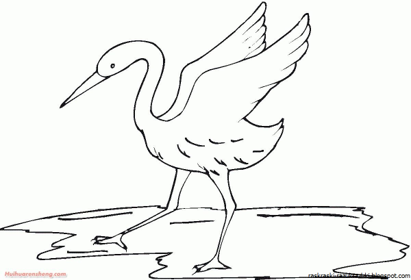 Фазы движения птицы