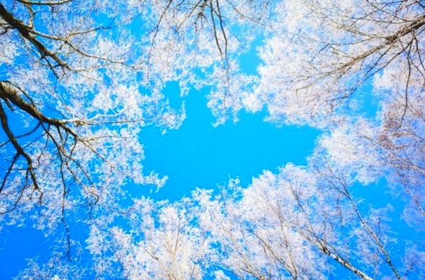 Птицы в небе зимой