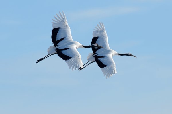 Журавль для детей в детском саду