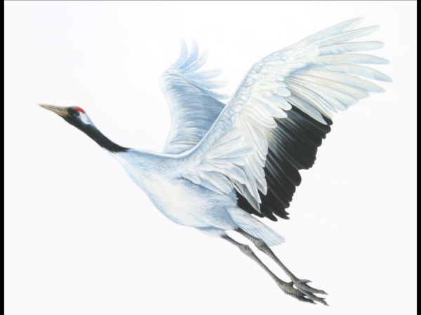 Журавлиный Клин живопись