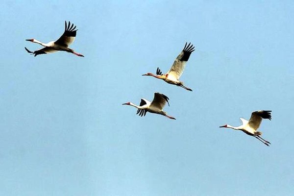 Красивый Аист