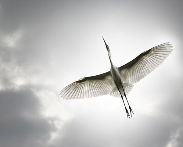 Птицы ночью летают