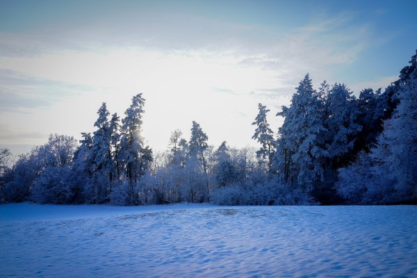 Зимний лес небо
