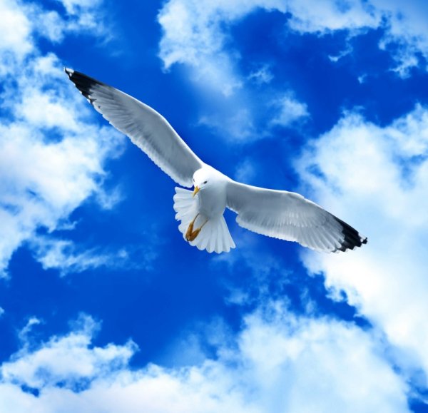 Птицы небесные