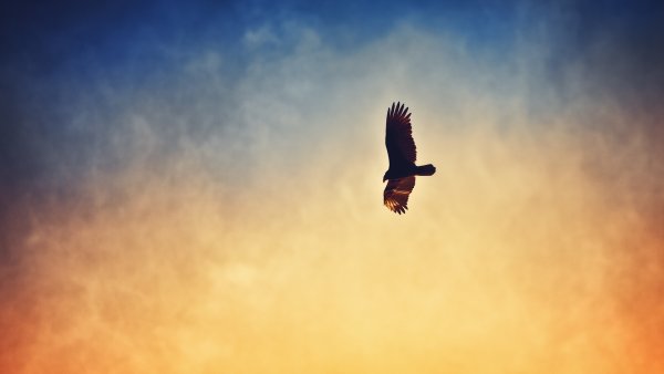 Птица свободы